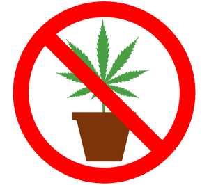 kein Cannabis Hanf Anbau in Deutschland